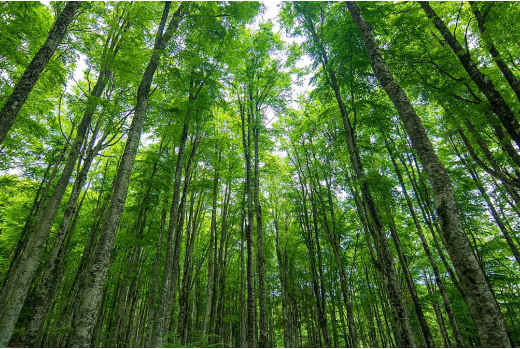 Compromiso ambiental y sostenibilidad — Sello Verde Paraguay